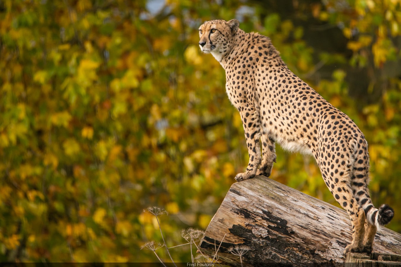 Un léopard sur un tronc d'arbre