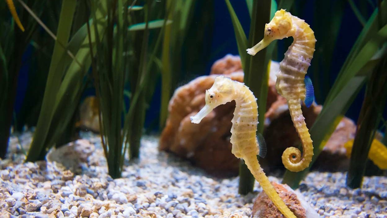 2 hippocampes dans leur milieu naturel