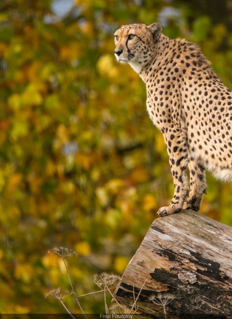 Un léopard sur un tronc d'arbre